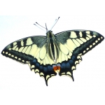 European Swallowtail machaon gorganus 5 summer pupae 